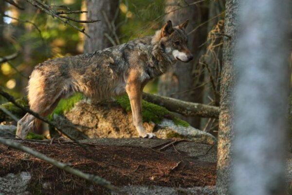 Conservation and De-extinction: Colossal’s Dire Wolf Project Paves Way for Endangered Species Protection